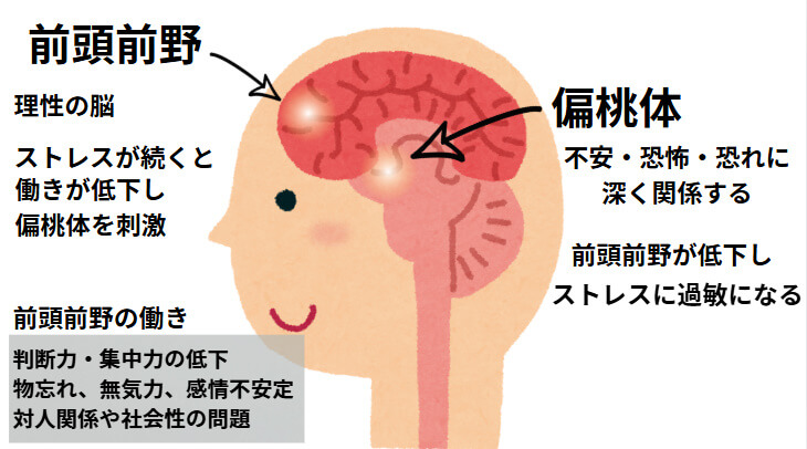 東大阪市の自律神経専門の整体のおおくま整骨院です。分子栄養学と心理学とオステオパシーで対応する唯一の自律神経専門整体院です。ストレスにより前頭前野が低下して偏桃体が活性すると不安になったり危険だと感じ交感神経が優位になるメカニズムのイラストです。