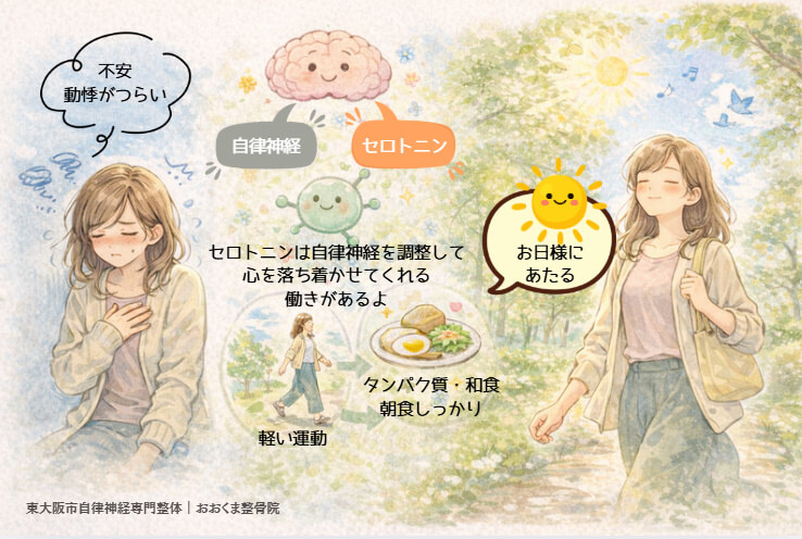 セロトニンの増やし方。東大阪市の自律神経専門整体のおおくま整骨院が解説する図