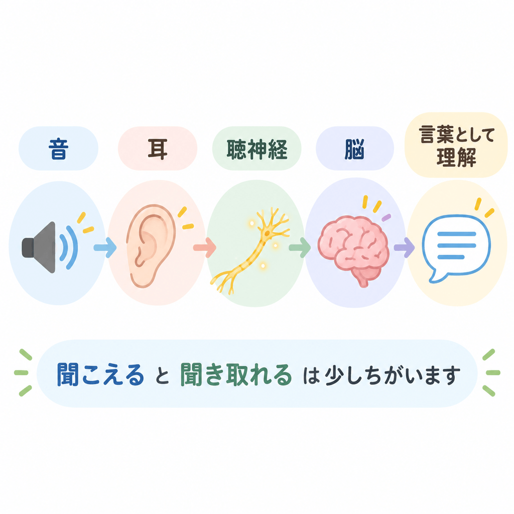 音が耳から聴神経を通り脳で言葉として理解される流れのイラスト