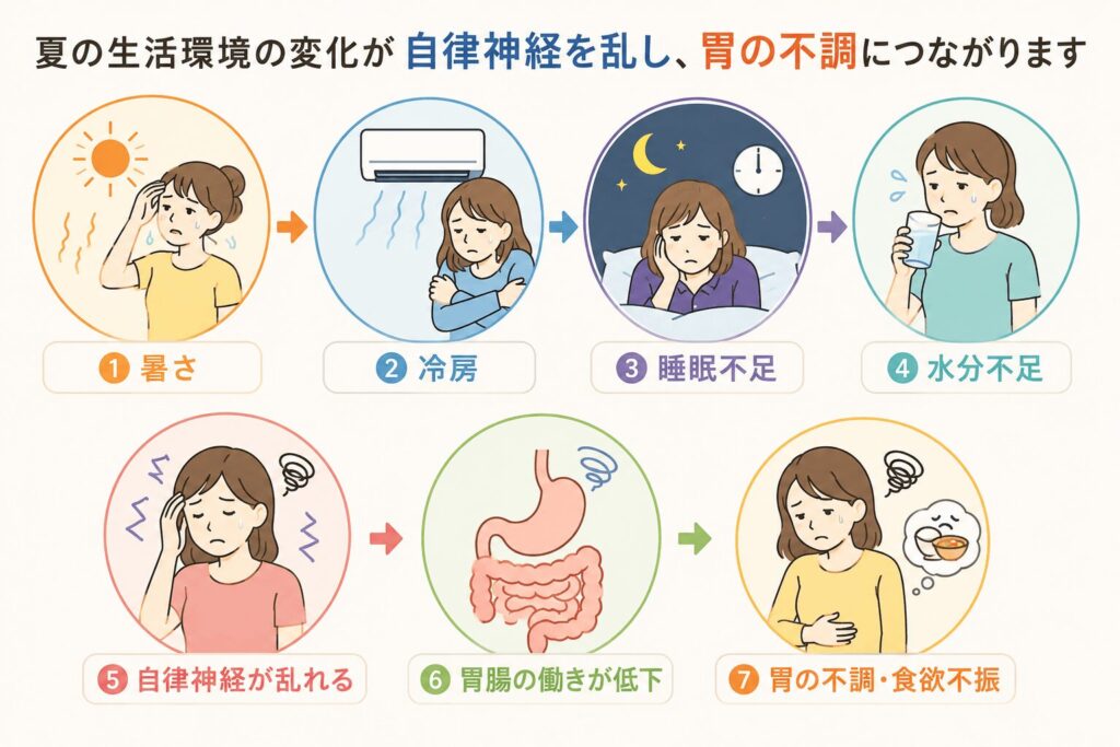 夏の暑さや冷房、睡眠不足、水分不足が自律神経と胃腸に影響する流れ