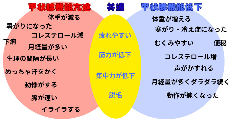 東大阪市の自律神経専門整体院が甲状腺機能亢進と低下の症状を説明。特徴的な症状と共通する症状をわかりやすく解説。