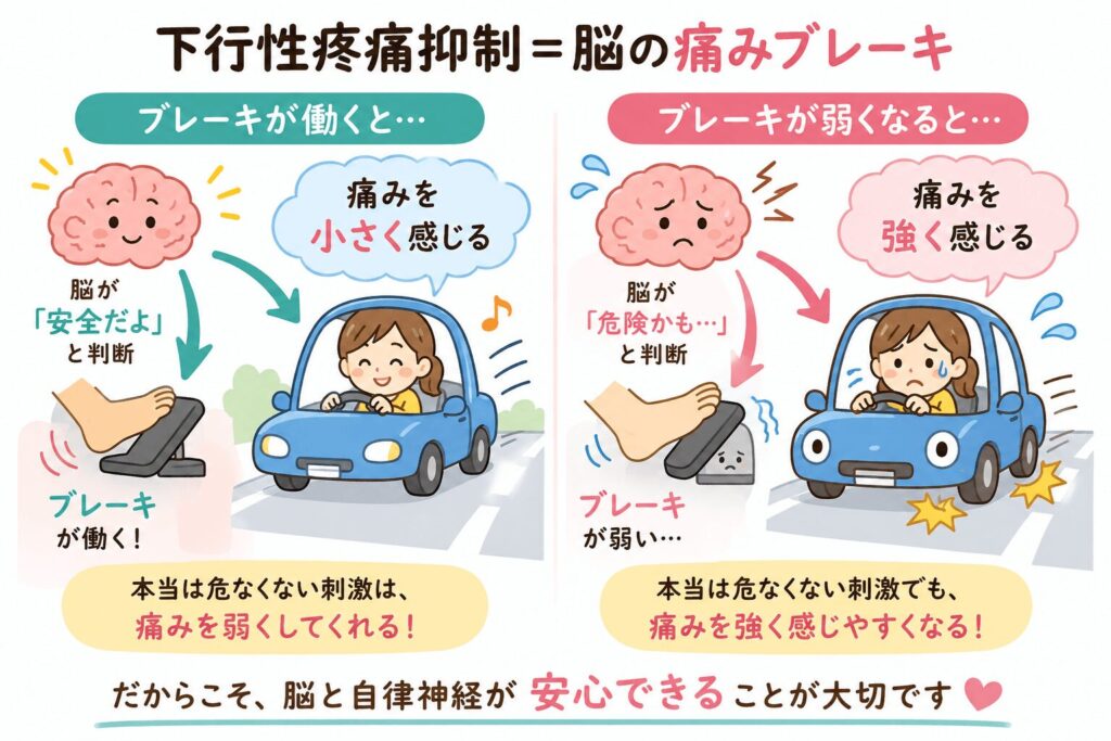 線維筋痛症と自律神経の関係を解説。脳の痛みブレーキ（下行性疼痛抑制系）が弱くなることで痛みを強く感じる仕組みのイラスト