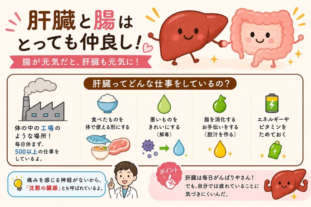 肝臓の主な働き(栄養の代謝・解毒・胆汁の生成・エネルギーの貯蔵)をまとめたイラスト