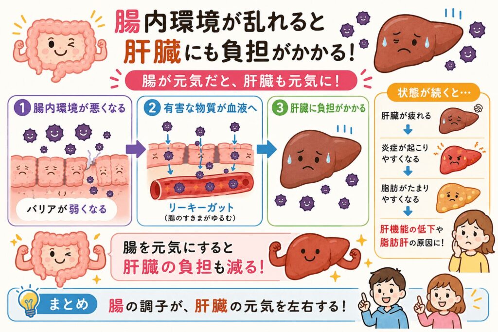 腸で吸収された栄養や物質が肝臓へ運ばれる腸肝相関を説明したイラスト