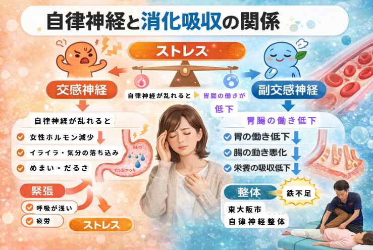 自律神経の乱れが胃腸の働きや消化吸収を低下させ鉄不足につながる流れを示した図｜東大阪市 自律神経 整体