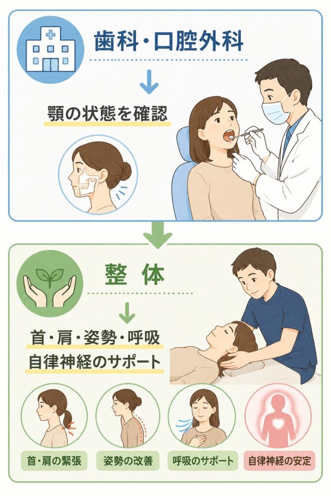 歯科・口腔外科と整体の役割の違いを説明したイラスト|顎の状態確認と首肩・姿勢・呼吸・自律神経へのアプローチ
