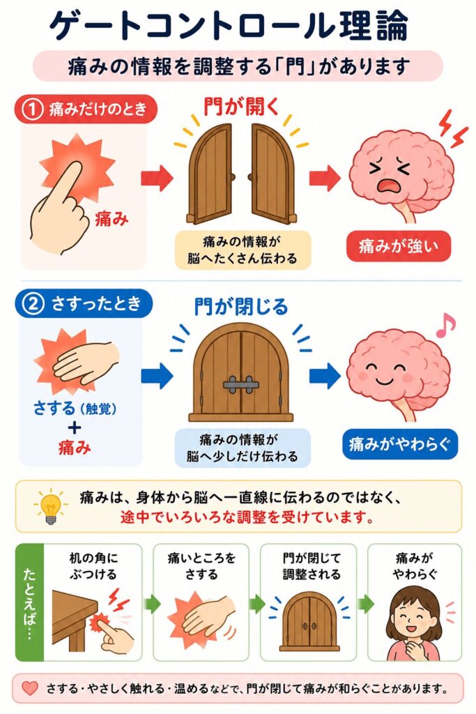 痛みの情報を脊髄で調整するゲートコントロール理論の説明イラスト
